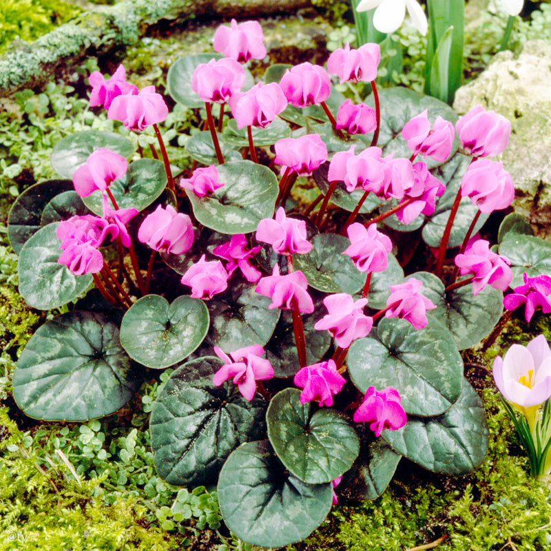 Cyclamen coum, Cyclamen de bois