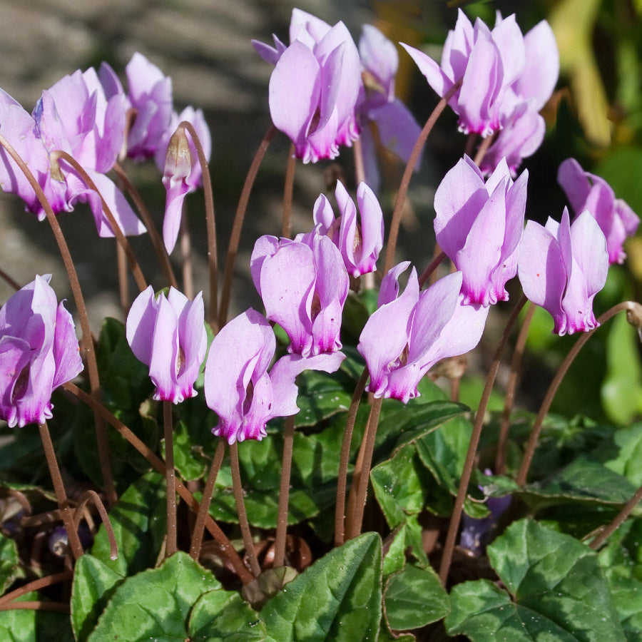 Cyclamen hederifolium, Cyclamen de Naples