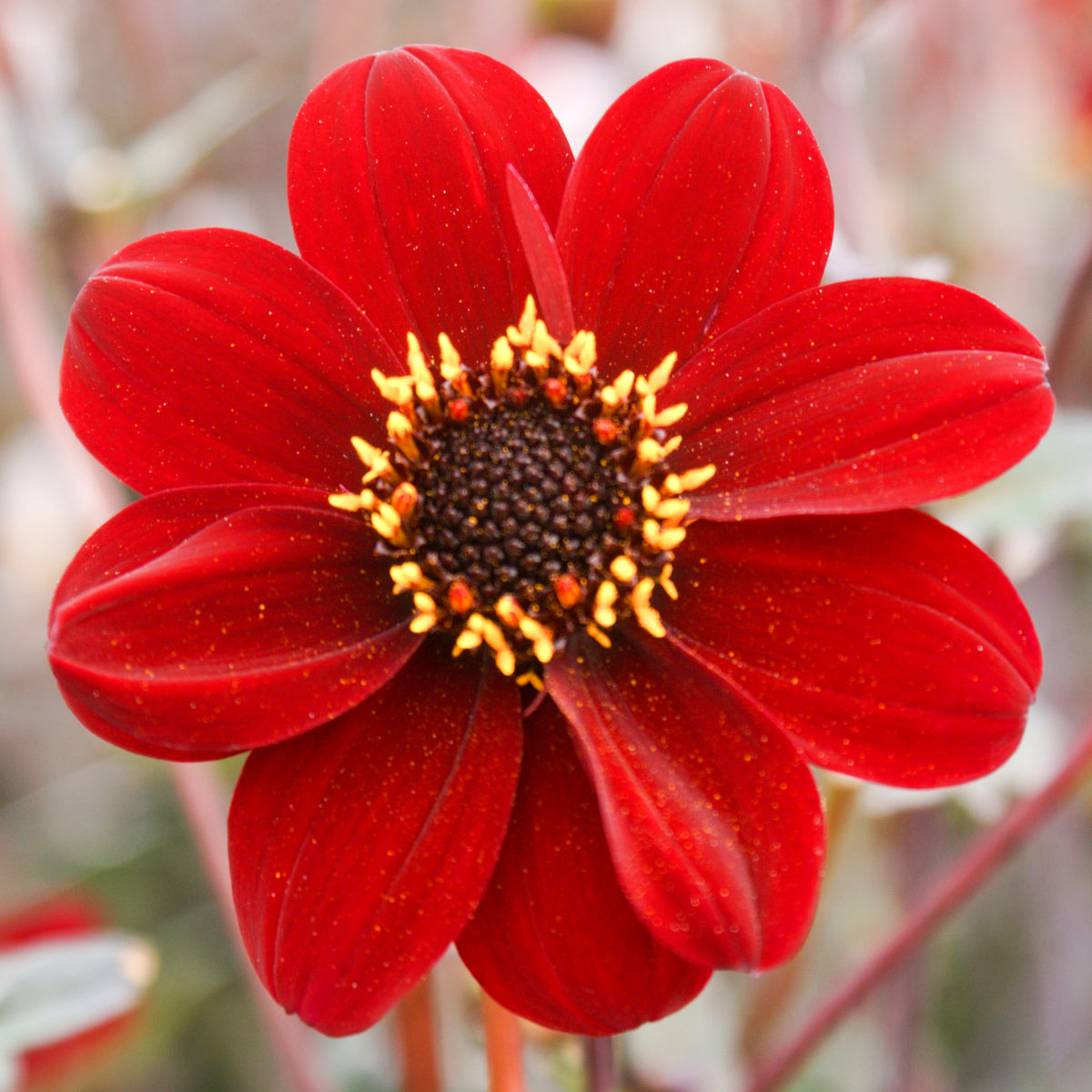 Dahlia Bishop Of Auckland