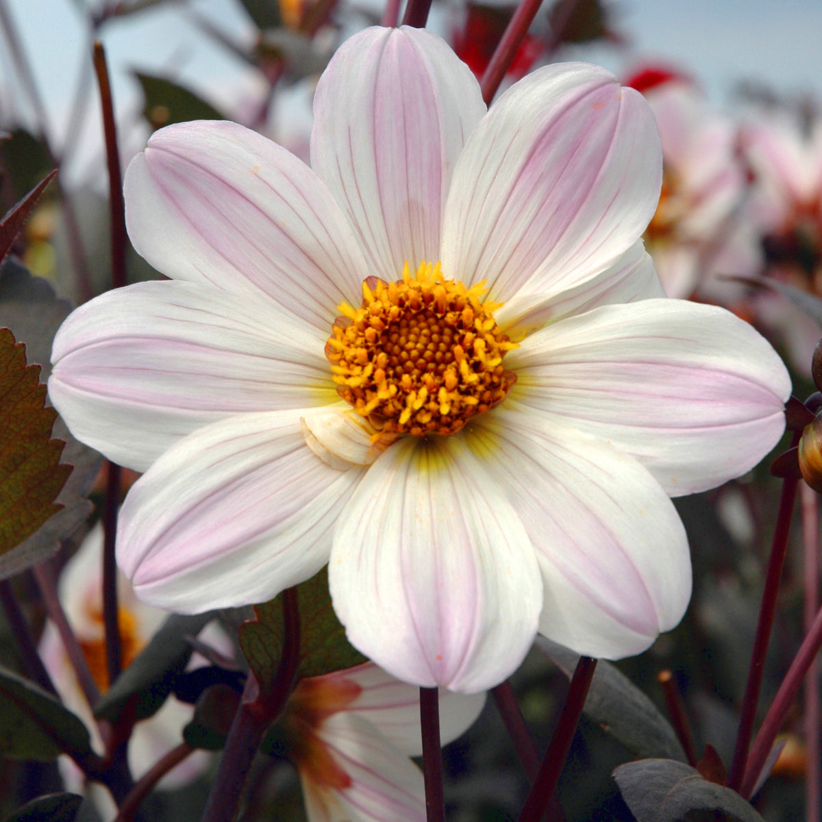 Dahlia Bishop Of Dover