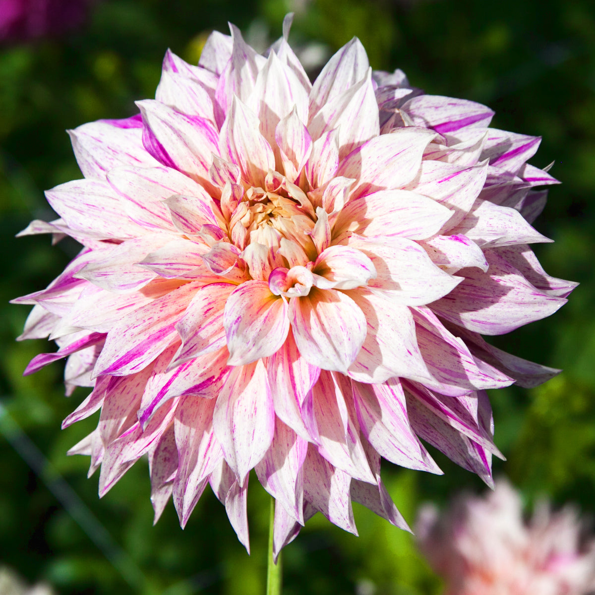 Dahlia Cafe Au Lait Twist
