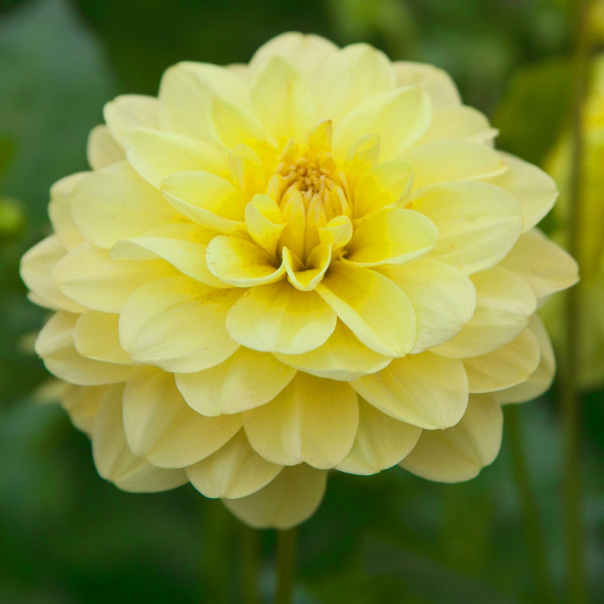 Dahlia Glorie Van Heemstede