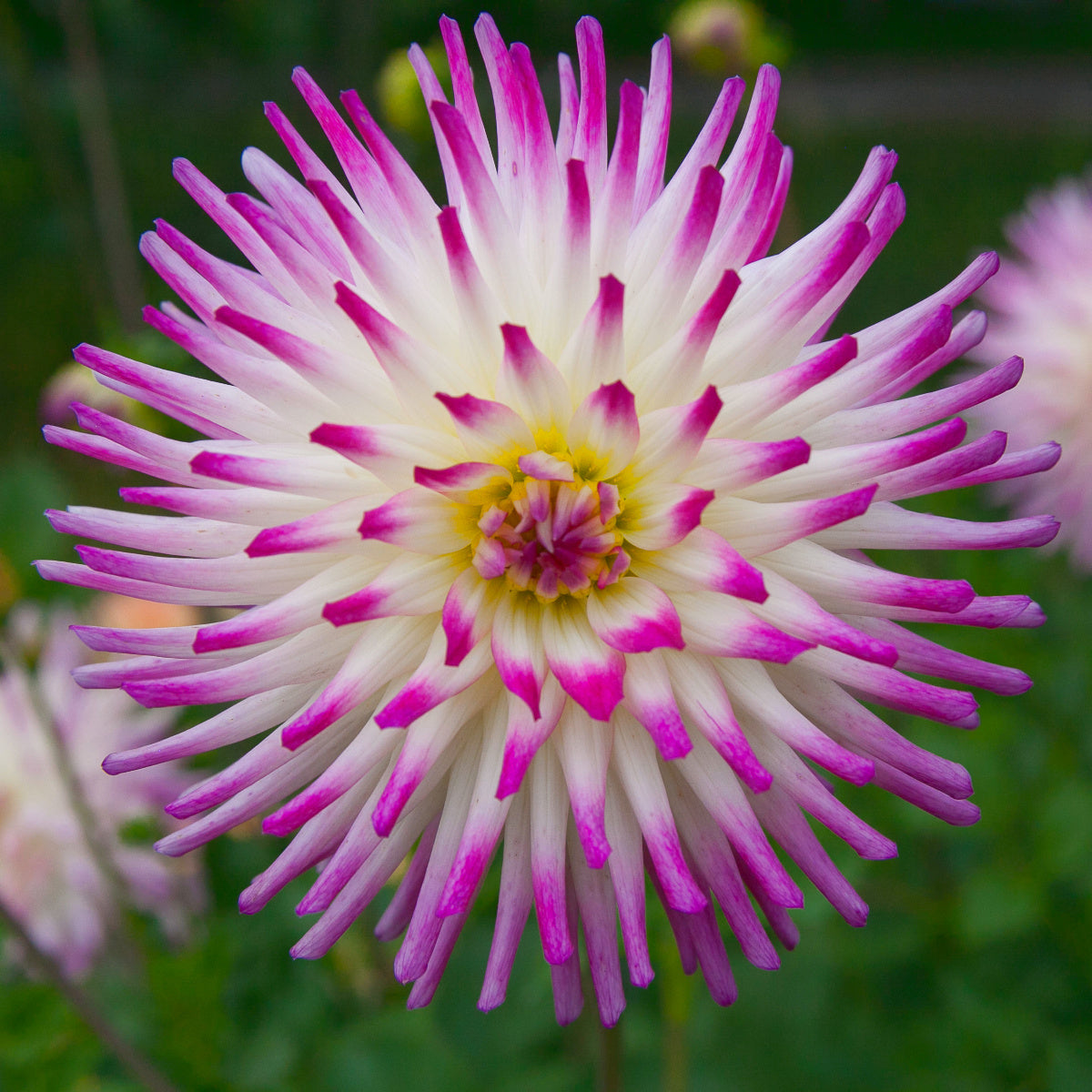 Dahlia Hayley Jane