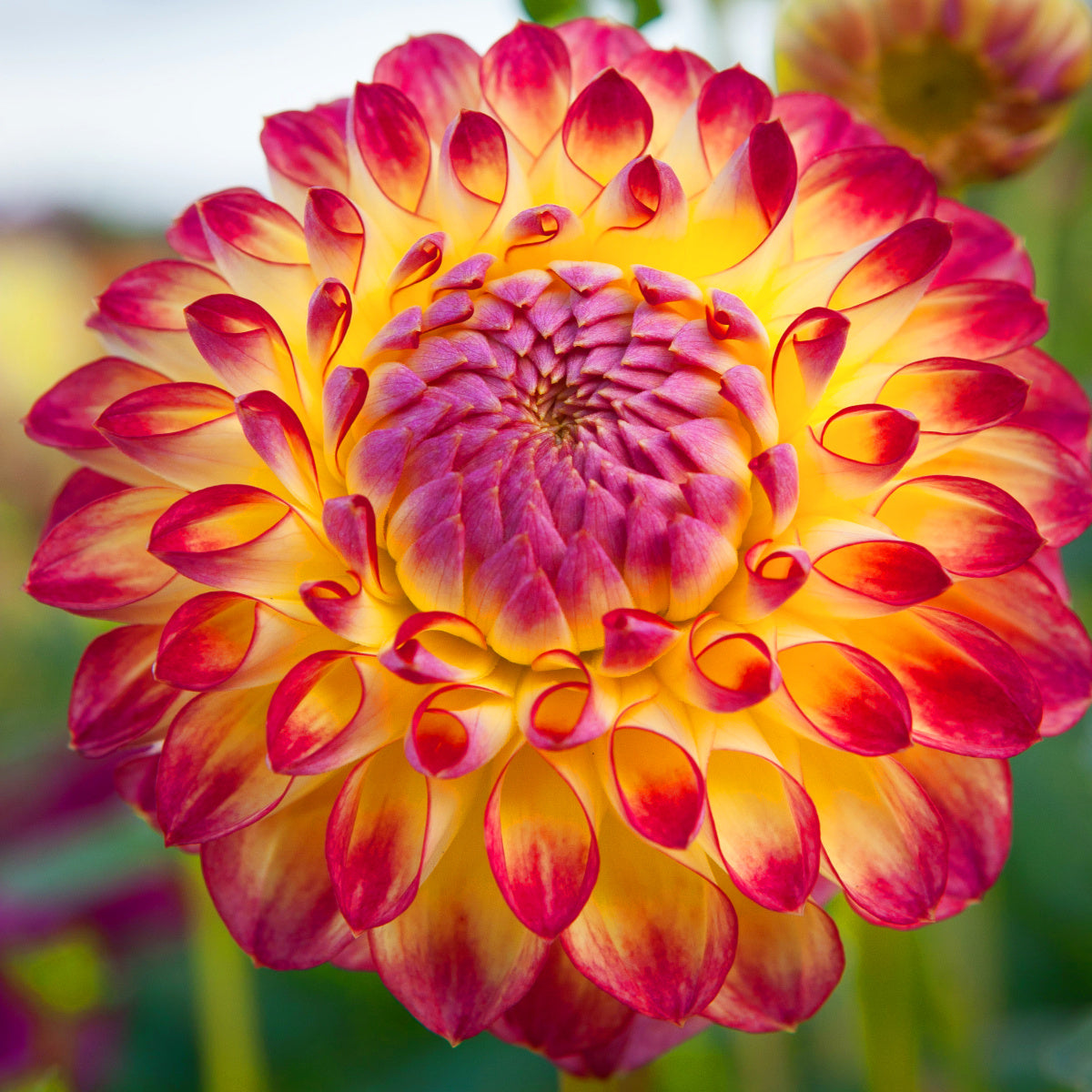 Dahlia Jowey Arenda