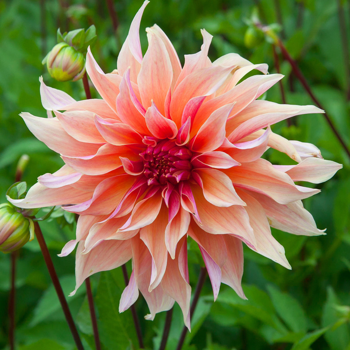 Dahlia Labyrinth