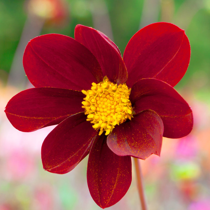Dahlia Mexican Star