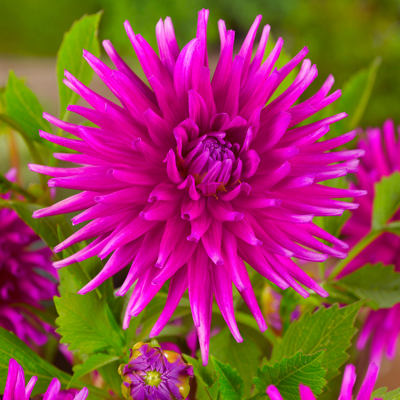 Dahlia Purple Gem