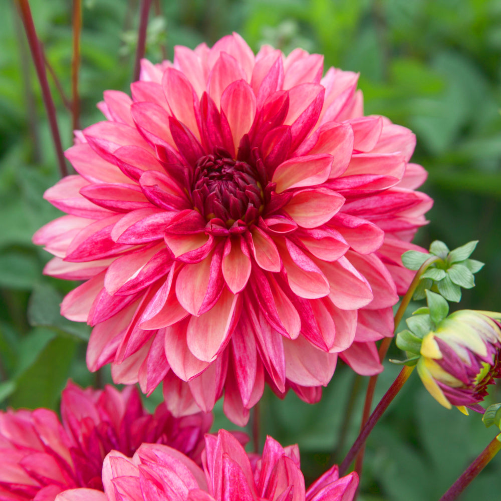 Dahlia Bacardi