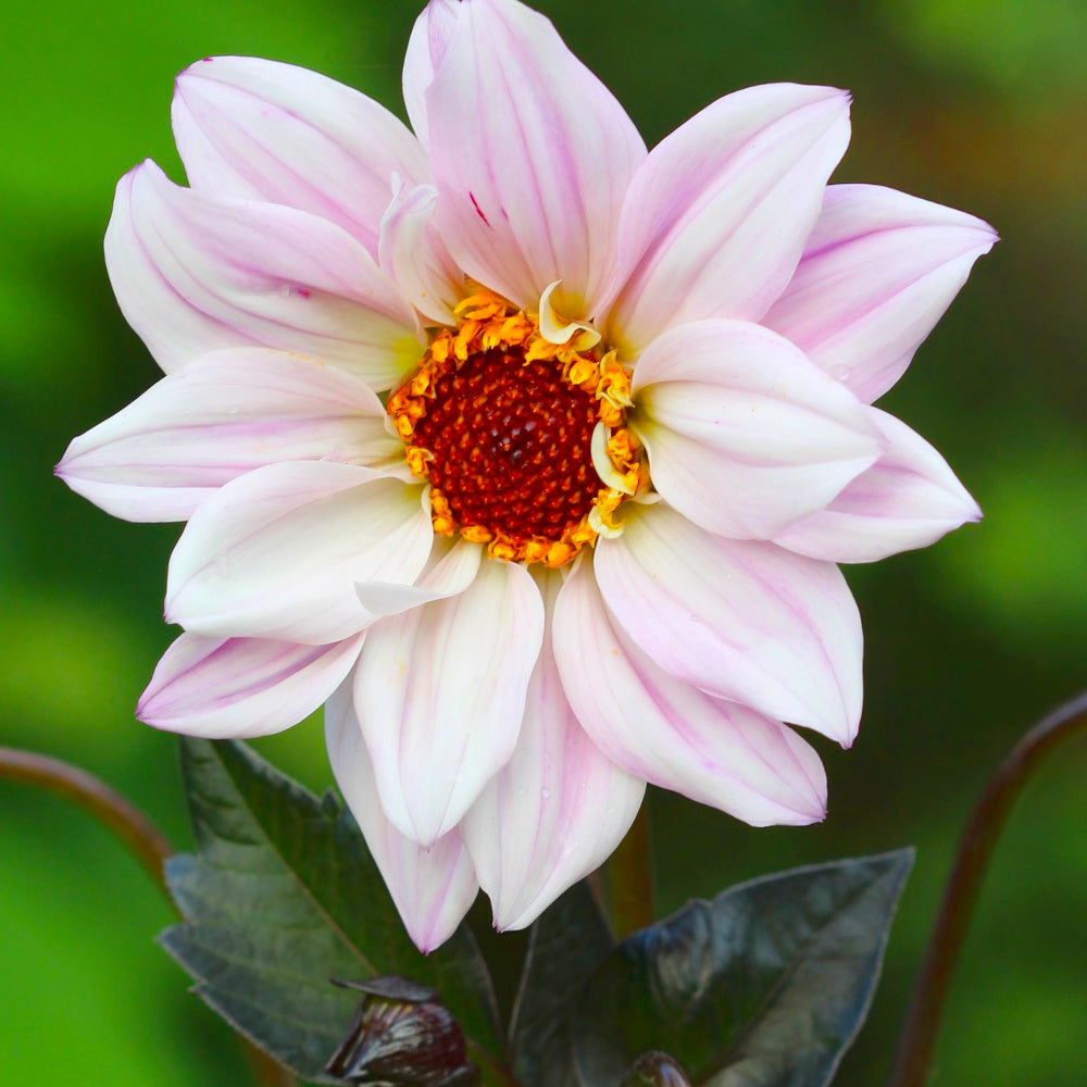 Dahlia Bishop of Leicester