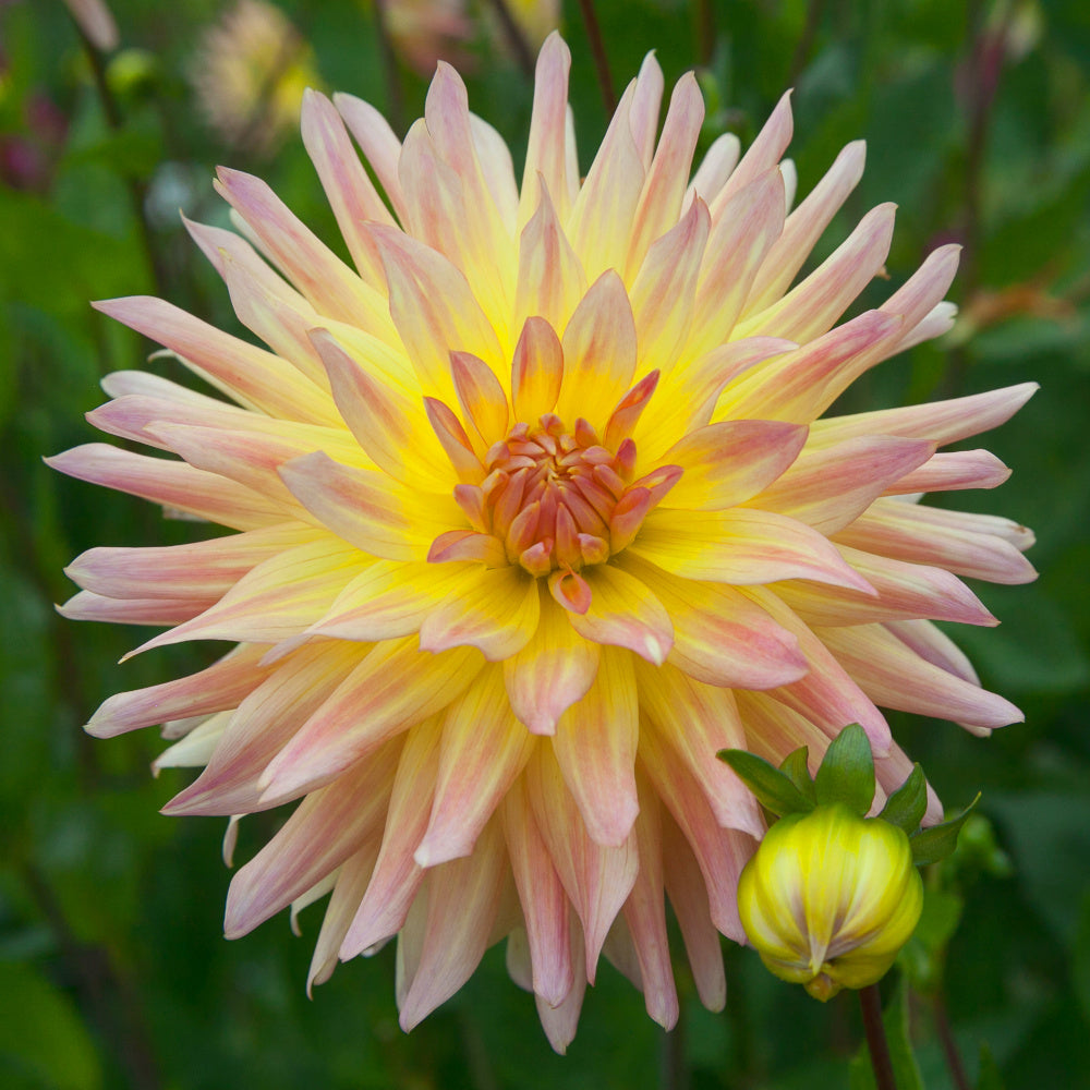 Dahlia Cabana Banana