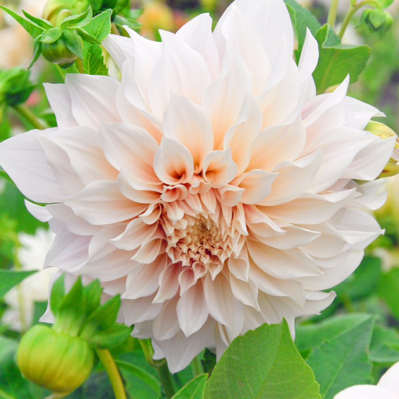 Dahlia Café au Lait