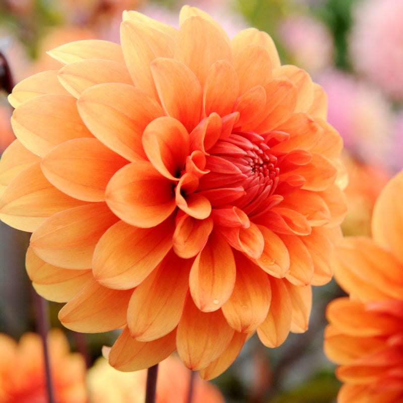 Dahlia David Howard