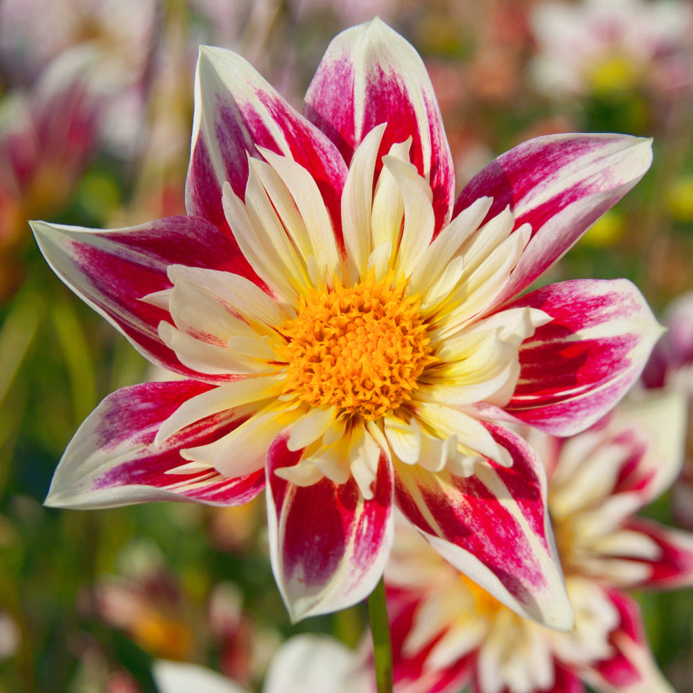 Dahlia Fashion Monger