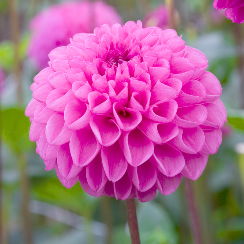 Dahlia Jan van Schaffelaar