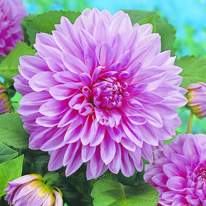 Dahlia Lavender Perfection