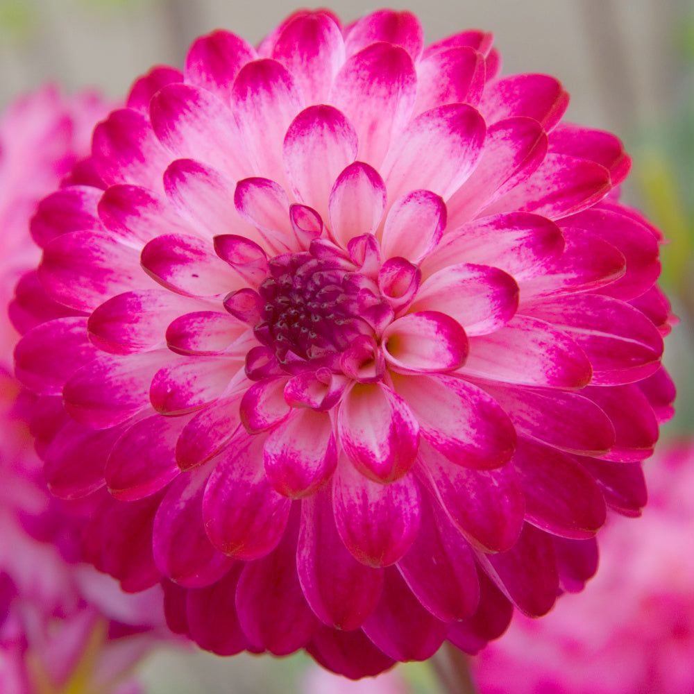 Dahlia Little Robert