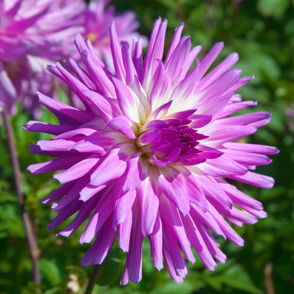 Dahlia Mingus Randy