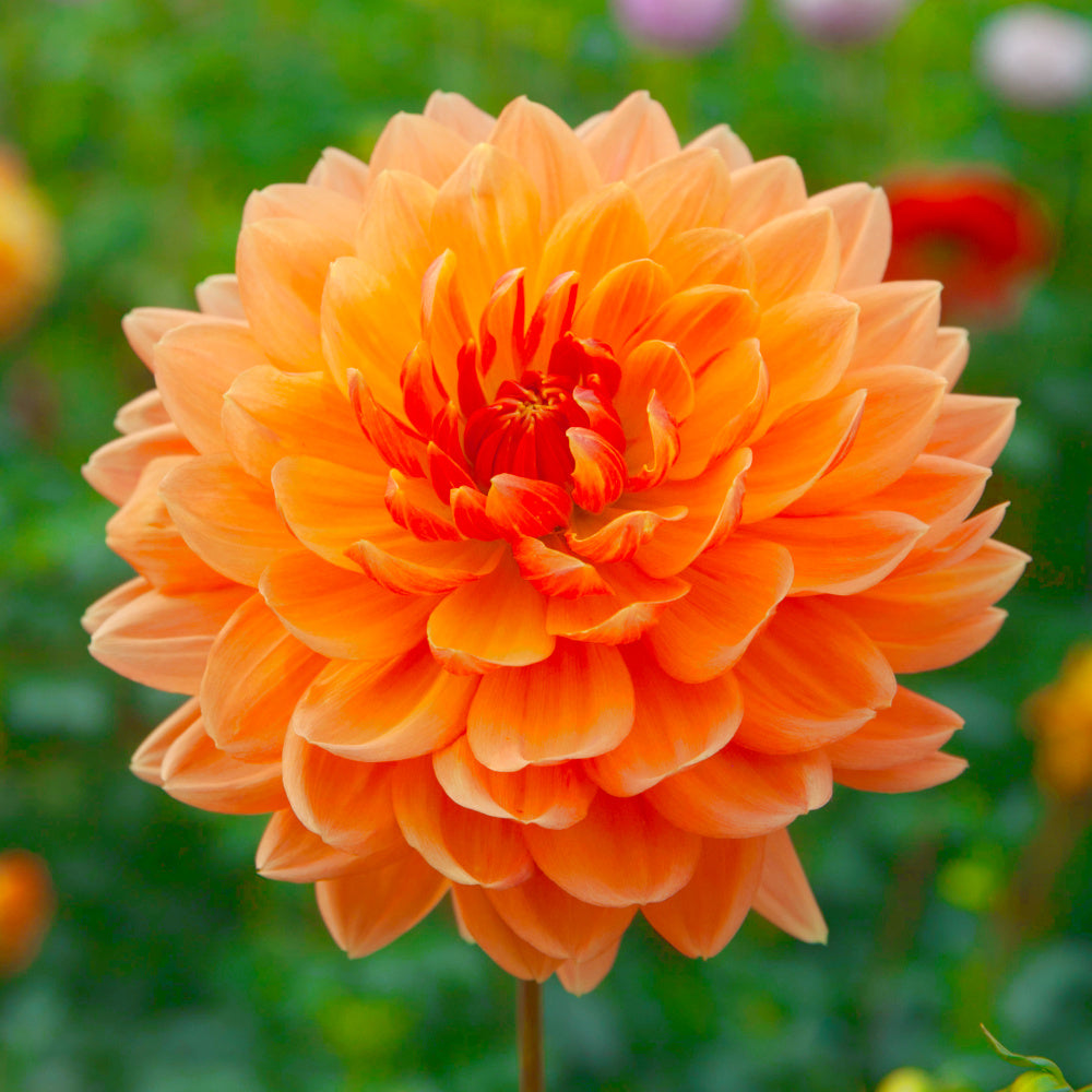 Dahlia Rancho