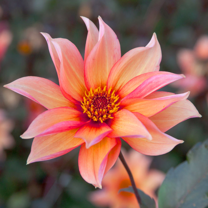 Dahlia Waltzing Mathilda