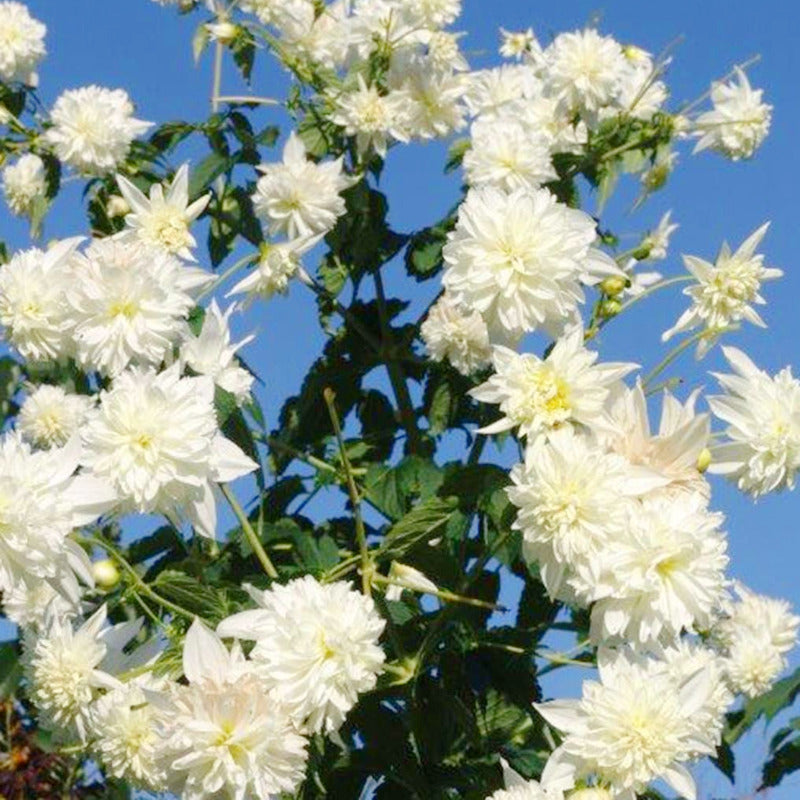 Dahlia Imperialis Double White