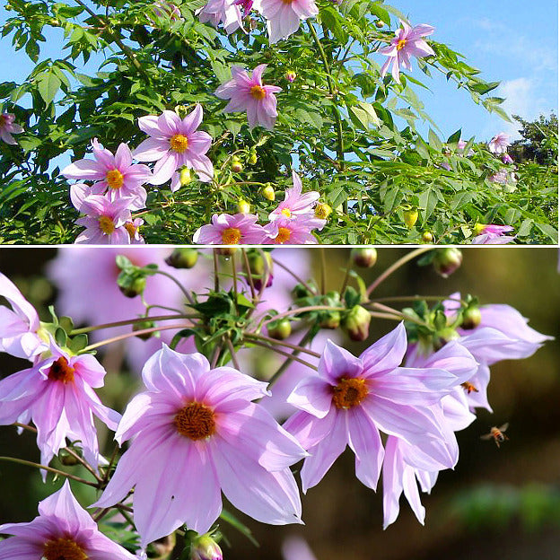 Dahlia Imperialis Rose