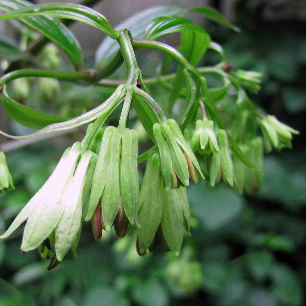 Disporum cantoniense Night Heron