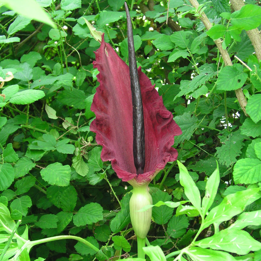 Dracunculus vulgaris, Serpentaire commune
