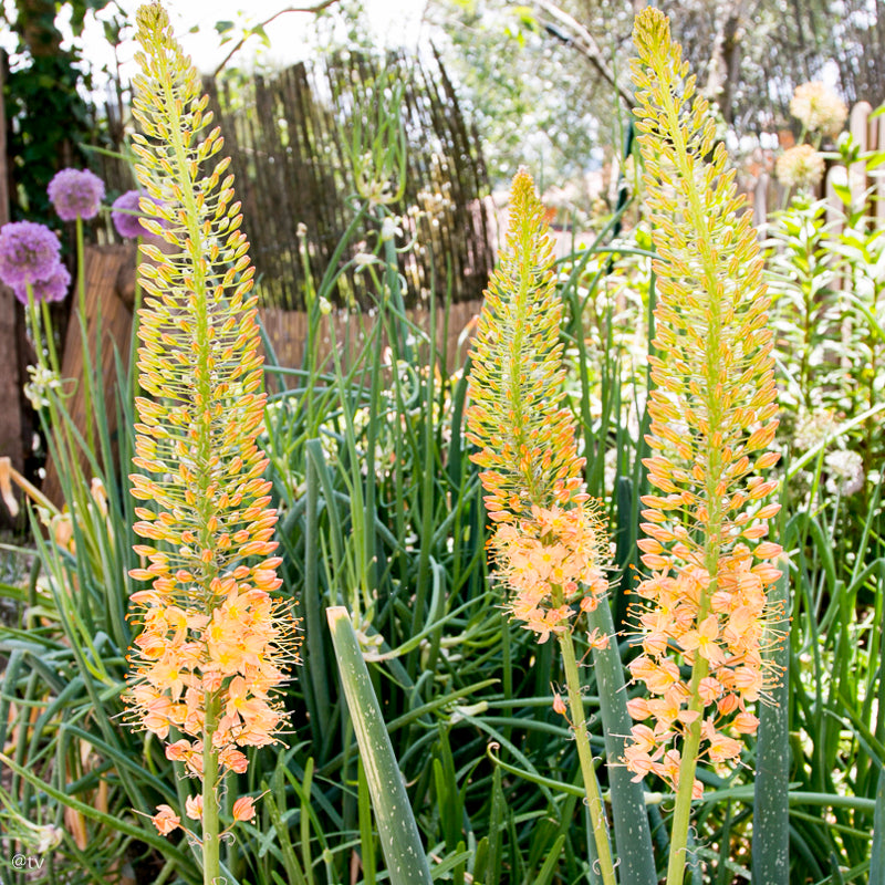 Eremurus Cleopatra, Lis des Steppes
