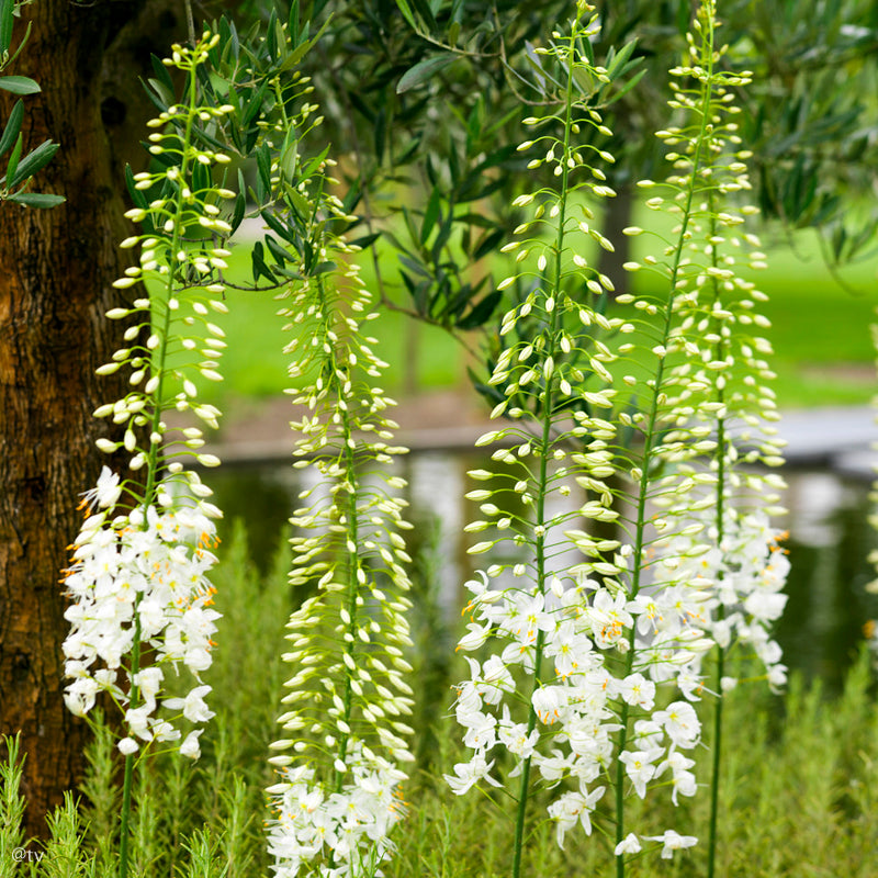 Eremurus himalaicus, Lis des Steppes