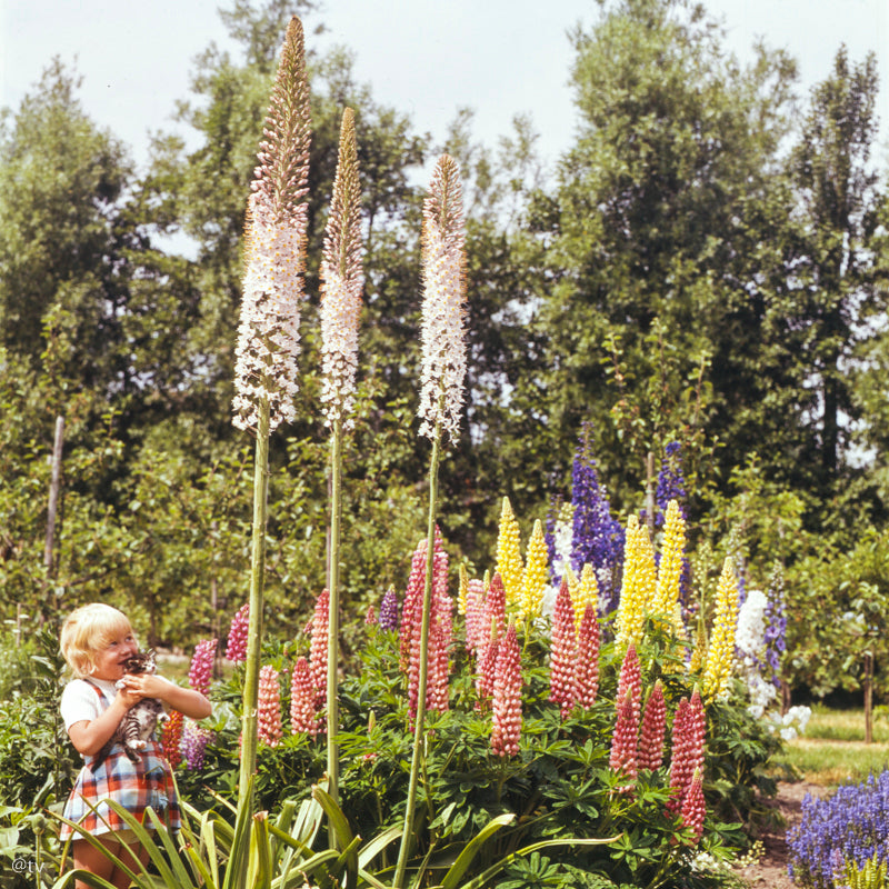 Eremurus robustus, Lis des Steppes