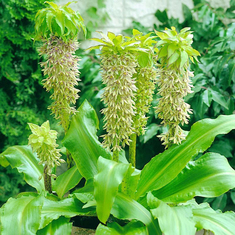 Eucomis bicolor