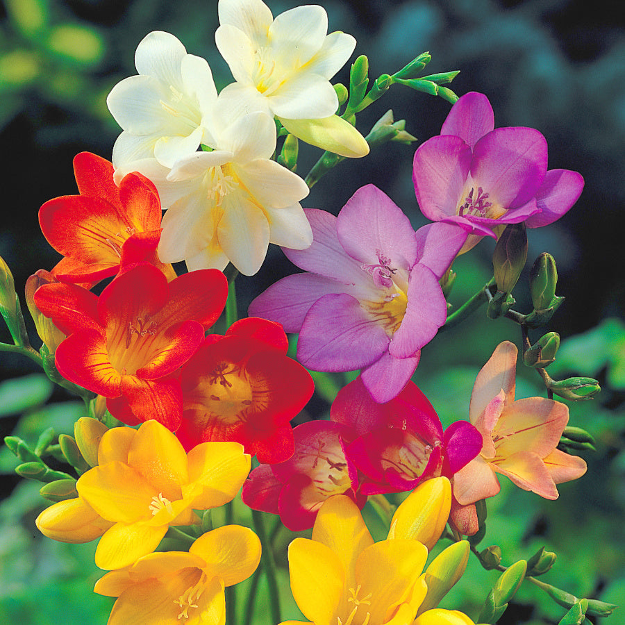 Freesia Hybrids, Muguet du Cap