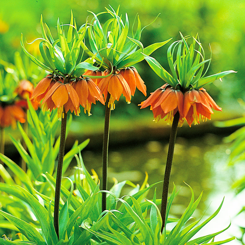 Fritillaire imperialis Aurora, Fritillaire Imperiale