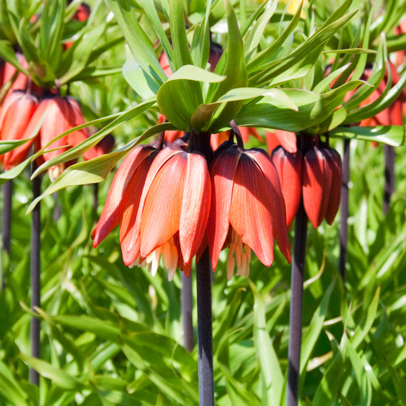 Fritillaire imperialis Rubra, Fritillaire Imperiale