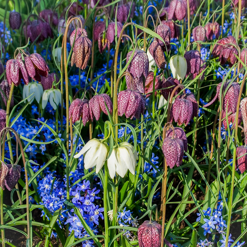 Fritillaire meleagris Mixed, Fritillaire Pintade
