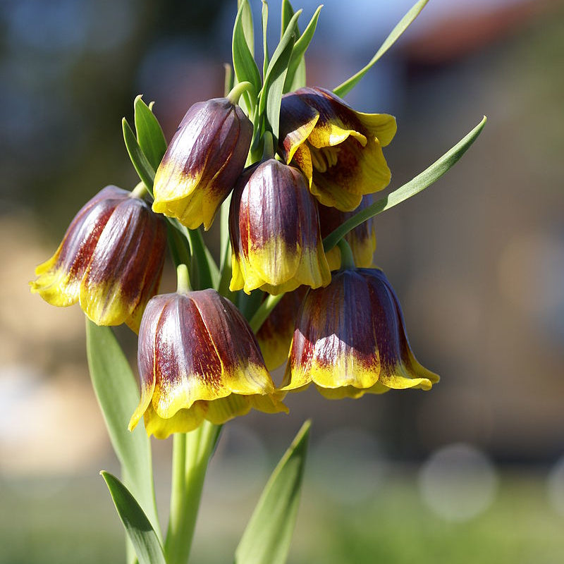 Fritillaire michailowskyi, Fritillaire