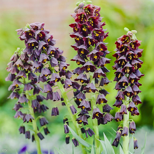 Fritillaire persica, Fritillaire de Perse