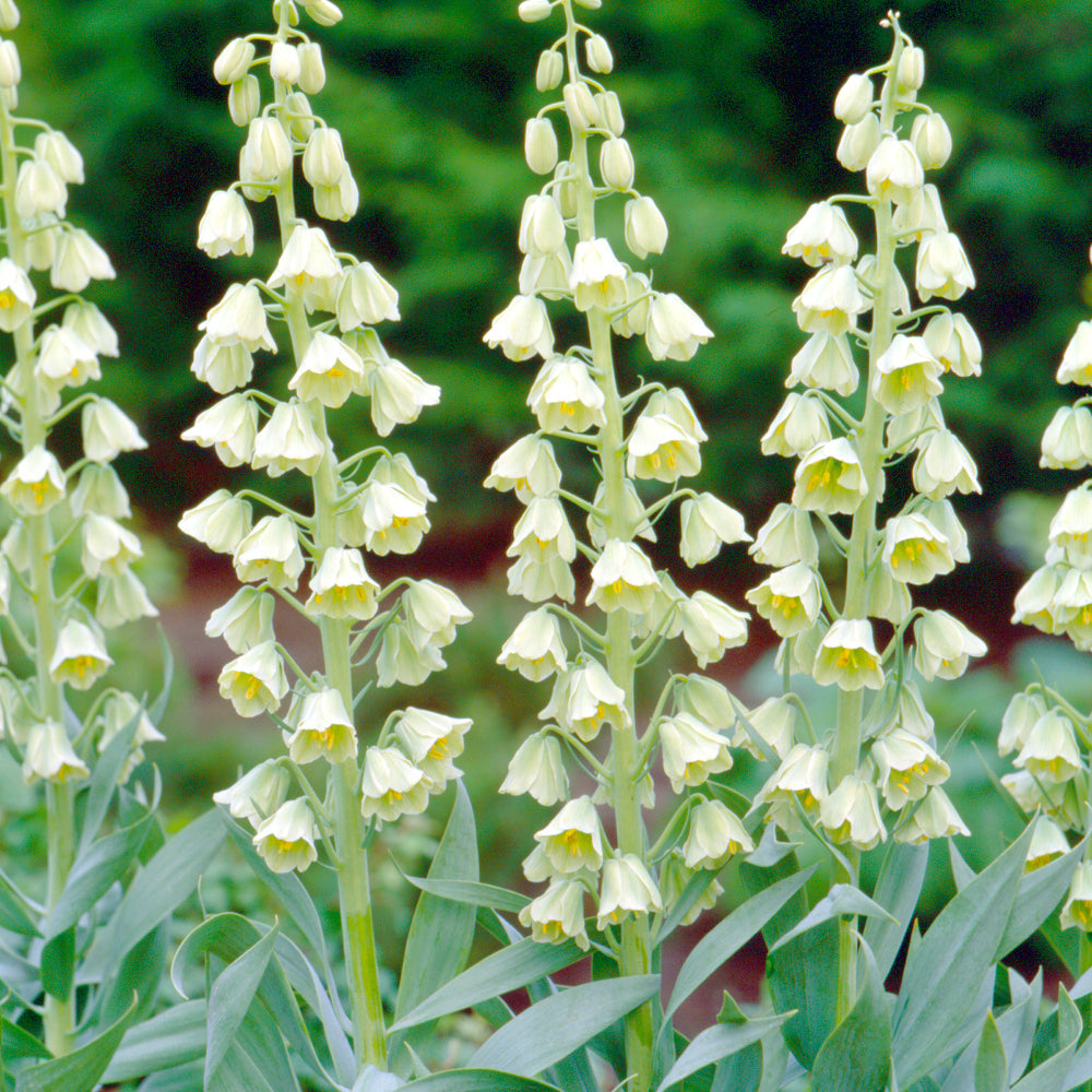 Fritillaire persica Ivory Bells, Fritillaire de Perse