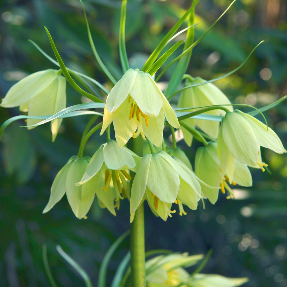 Fritillaire raddeana, Fritillaire