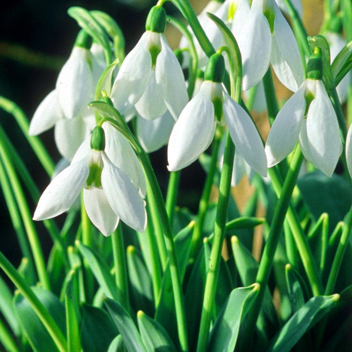Galanthus elwesii Mount Everest, Perce-neige