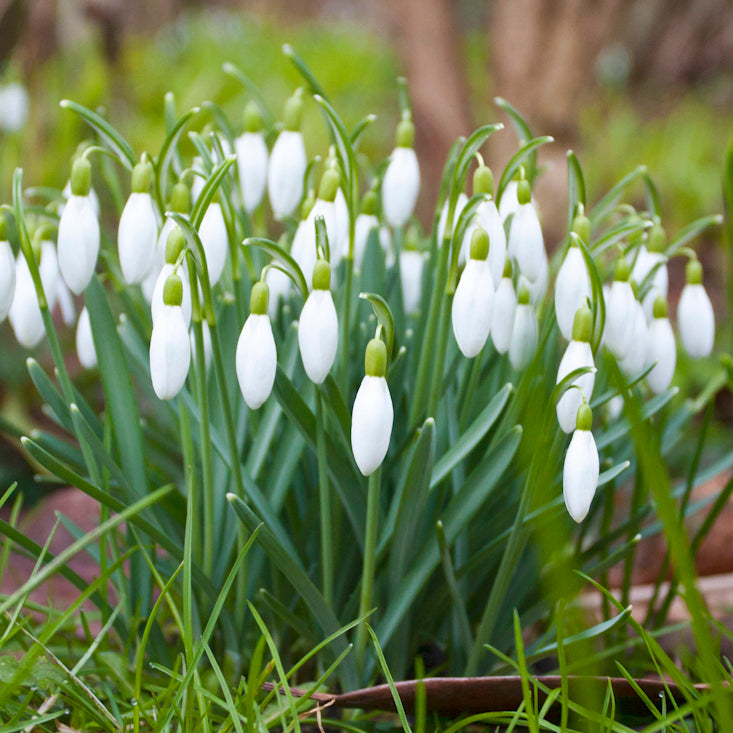 Galanthus nivalis, Perce-neige
