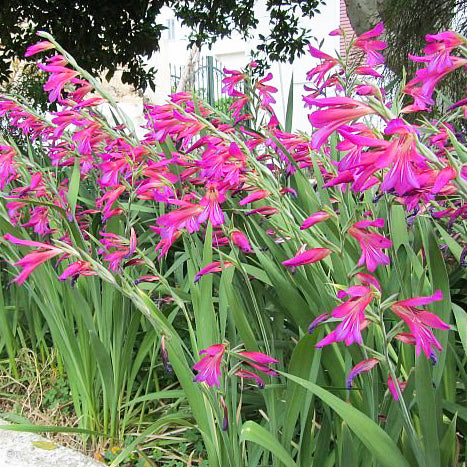 Gladiolus italicus, Glaïeul des moissons, d'Italie