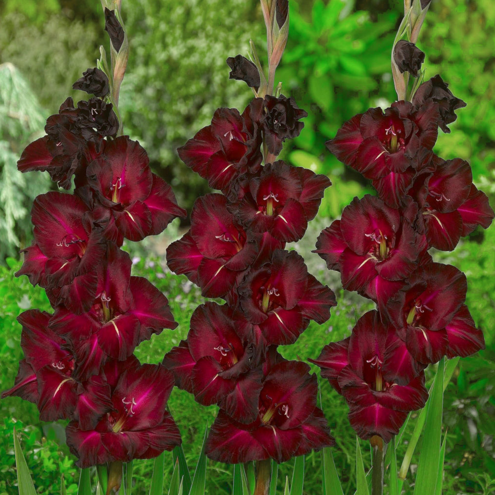 Glaïeul - Gladiolus Black Sea