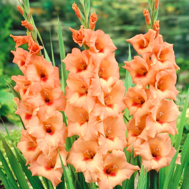 Glaïeul - Gladiolus Peter Pears