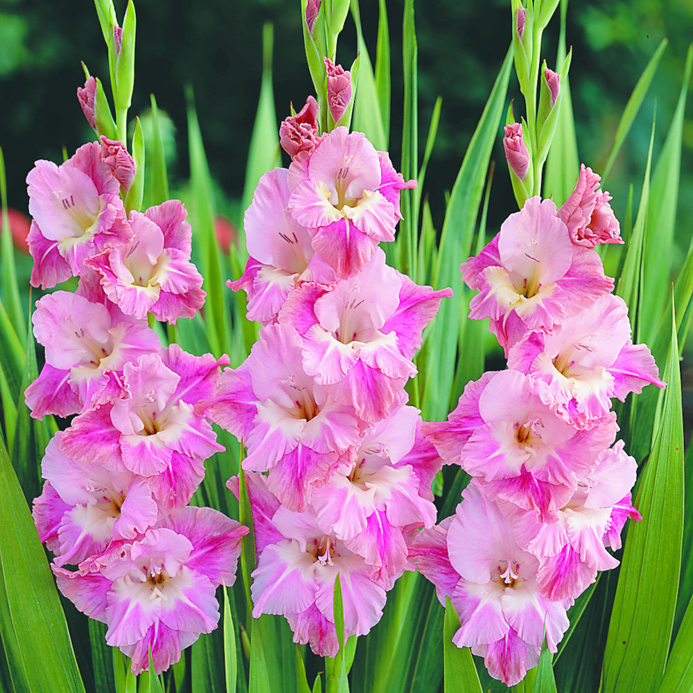 Glaïeul - Gladiolus Priscilla