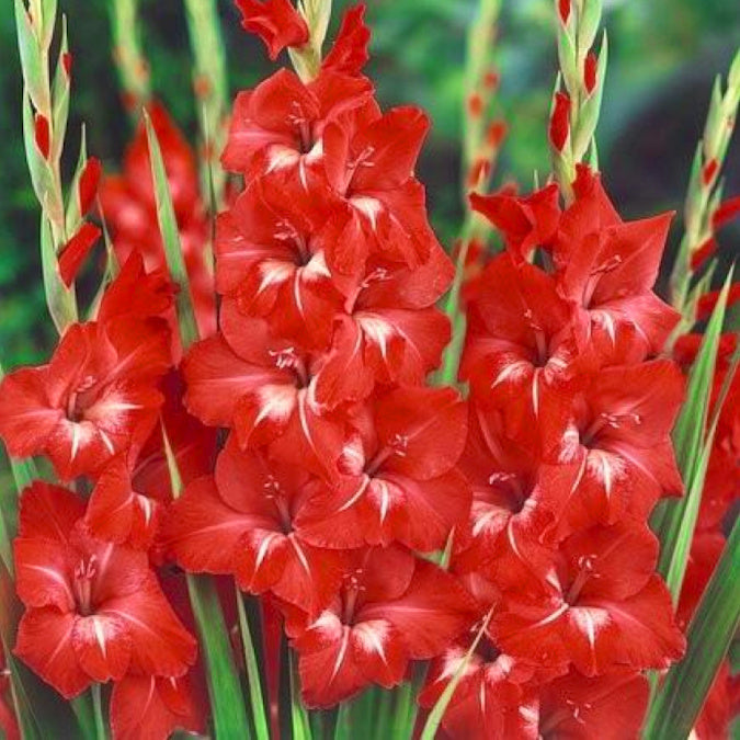 Glaïeul - Gladiolus Traderhorn