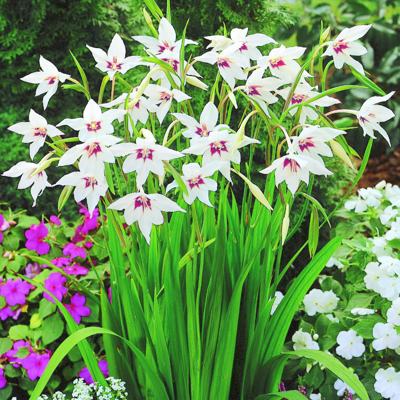 Glaïeul - Gladiolus callianthus Murielae Acidanthera