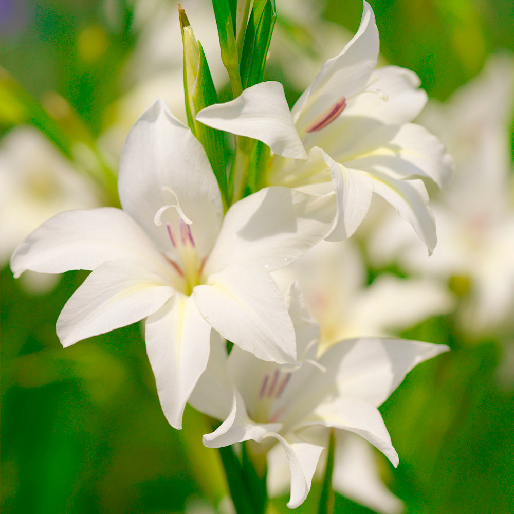 Glaïeul - Gladiolus colvillii The Bride