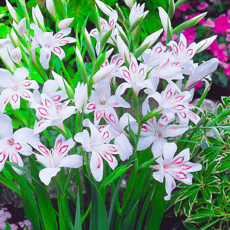 Glaïeul - Gladiolus nanus Nymph