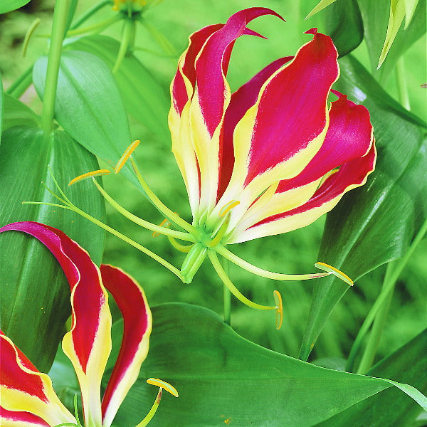 Gloriosa superba Rothschildiana